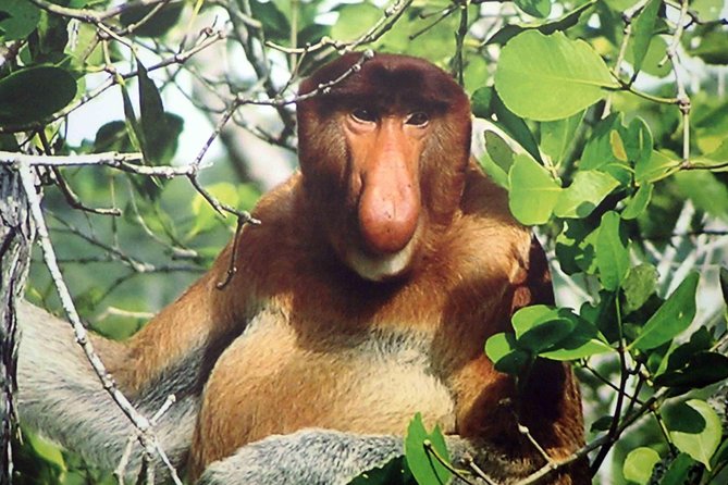 Bako National Park - Why Bako makes a good first park in Sarawak