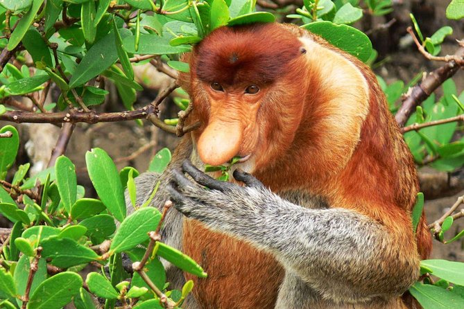 Bako National Park - Wildlife expectations at Bako