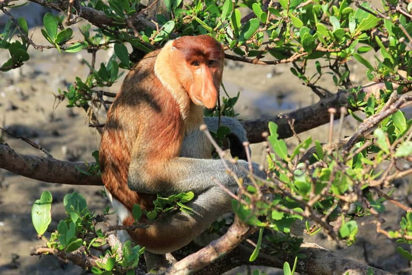 Bako National Park - Who should book this Bako day trip