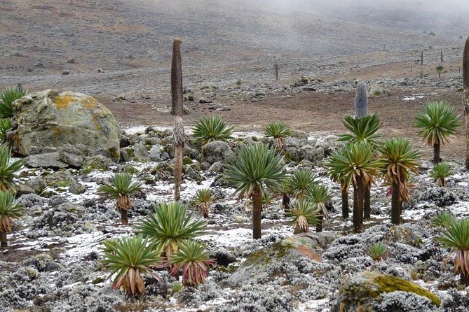 Bale Mountains National Park – 5 Day Tour - Day 1: Lake Ziway, Shashamene, and Dinsho
