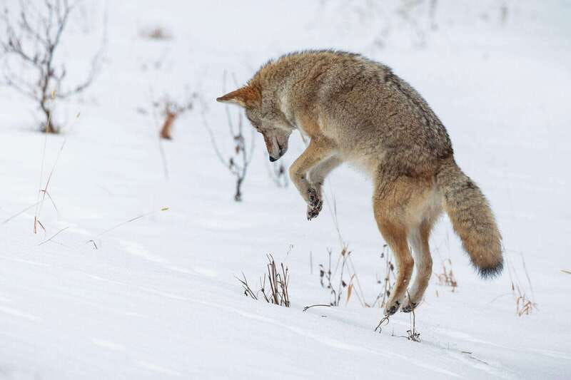 Banff: Winter Wilderness Walk with Wildlife Tracking - 2hrs - Key points at a glance