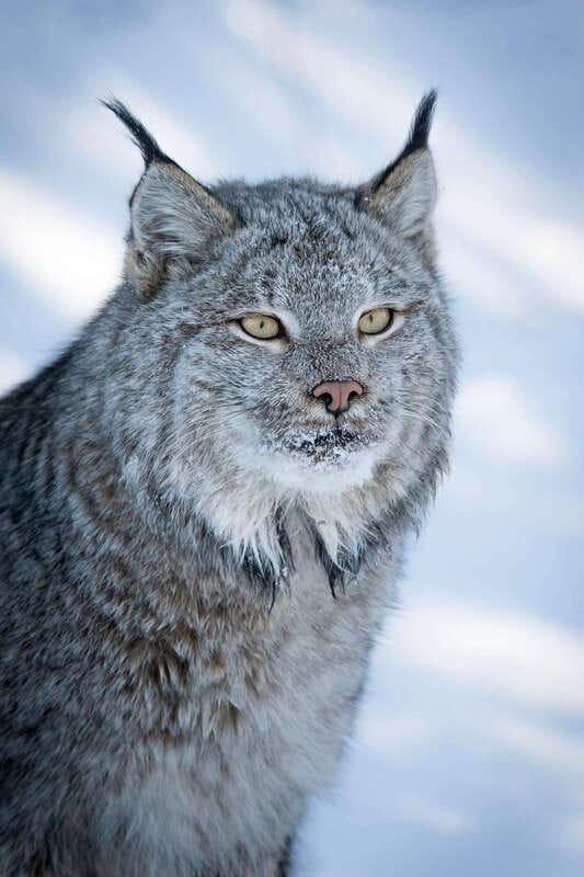 Banff: Winter Wilderness Walk with Wildlife Tracking - 2hrs - Why tracking works so well in Banff winter