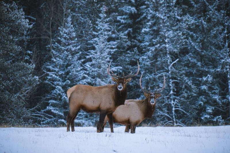 Banff: Winter Wilderness Walk with Wildlife Tracking - 2hrs - Two hours on snowy trails