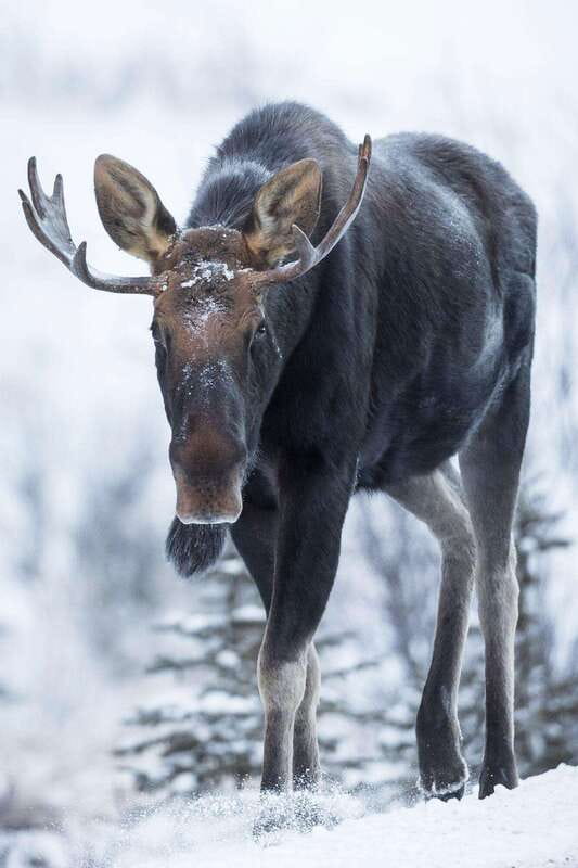 Banff: Winter Wilderness Walk with Wildlife Tracking - 2hrs - Mountain scenery and time for photographs