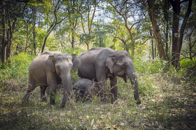 Bangalore to Nagarhole National Park: Wilderness Retreat - Key points to know before booking
