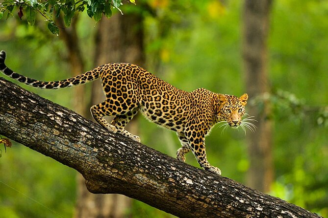 Bangalore to Nagarhole National Park: Wilderness Retreat - Leaving Bangalore for Nagarhole