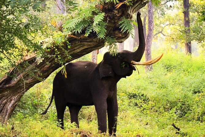Bangalore to Nagarhole National Park: Wilderness Retreat - Day two: the main wildlife day