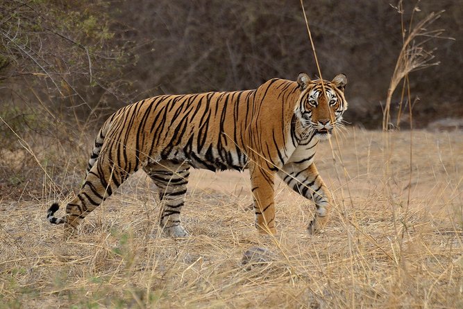 Bangalore to Nagarhole National Park: Wilderness Retreat - Two nights among the forest