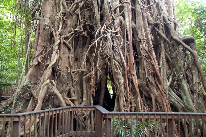Barron Gorge and Kuranda National Park Half Day Rainforest and Waterfall 4WD Tour from Cairns - Key points to know before booking