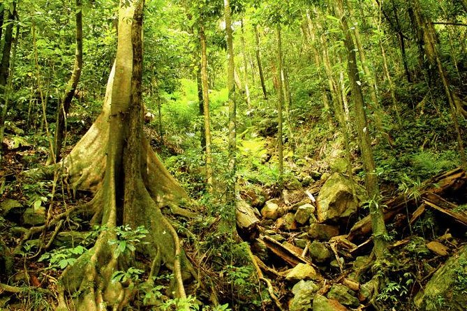 Barron Gorge and Kuranda National Park Half Day Rainforest and Waterfall 4WD Tour from Cairns - What the 4WD ride is really like
