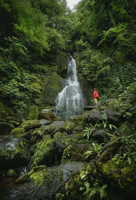 Batumi to Mtirala National park - Half day hiking group tour - A 3 km walk through Georgia’s wettest forest