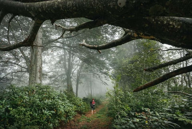 Batumi to Mtirala National park - Half day hiking group tour - What $33 really buys you