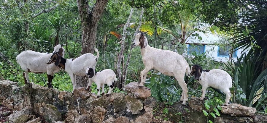 Bayahibe: National Park Jungle Walk & Snorkeling in Cenotes - The final snack and return to Bayahibe