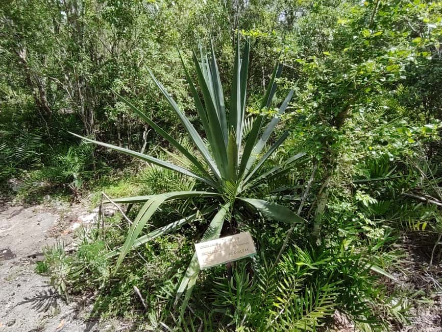 Bayahibe: National Park Jungle Walk & Snorkeling in Cenotes - Practical booking notes for Bayahibe and Dominicus