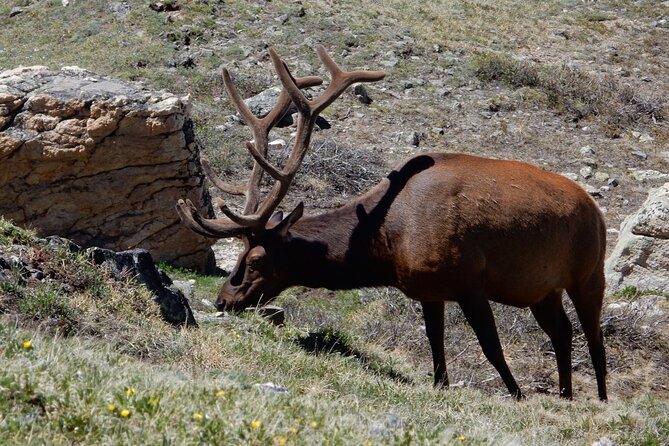 Bear Lake Road Rocky Mountain National Park Private Tour - Wildlife, geology, and the details you could miss alone