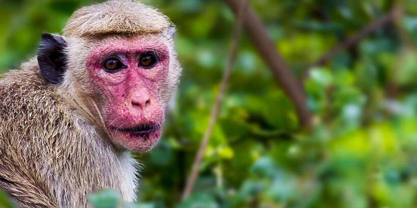 Bentota: Yala National Park Safari Jeep Tour in a 4x4 - Should you book this Yala day trip?