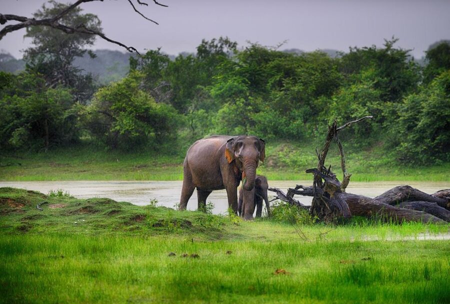 Bentota: Yala National Park Safari Jeep Tour in a 4x4 - Who will enjoy this safari most