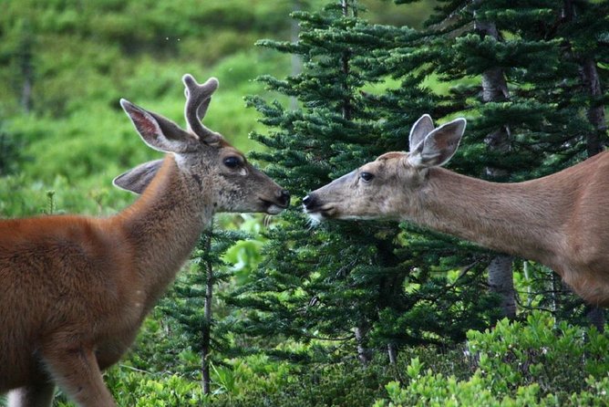 Best of Mount Rainier National Park from Seattle: All-Inclusive Small-Group Tour - Pickup from Seattle and the ride toward the volcano