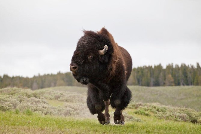 Best of Yellowstone - Guided National Park Safari Tour - Grand Teton National Park sets the scene