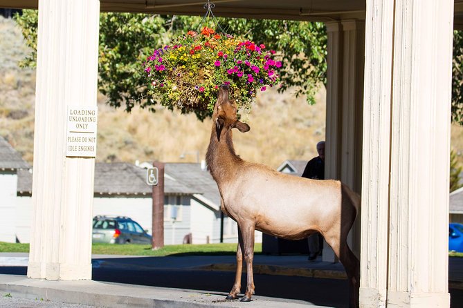 Best of Yellowstone - Guided National Park Safari Tour - Grand Loop Road and the Continental Divide Trail