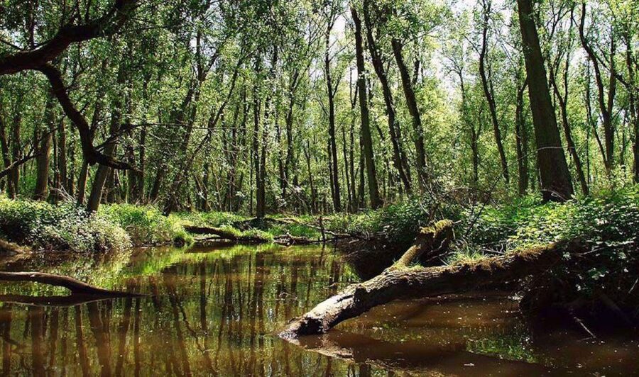 Biesbosch: Boat Cruise through National Park - De Zilvermeeuw: comfort instead of roughing it
