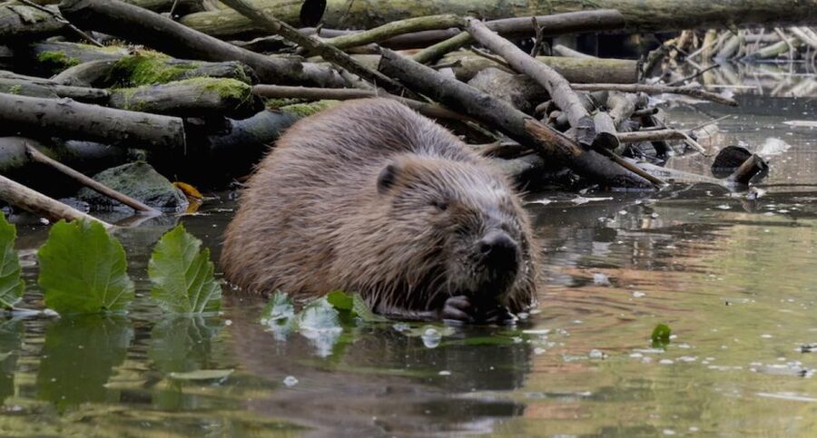 Biesbosch: Boat Cruise through National Park - The value of $21 per person