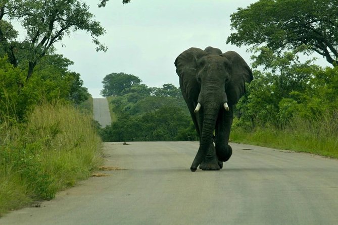 Big 5 Kruger National Park 2 Days Safari from Johannesburg - The four-hour afternoon safari