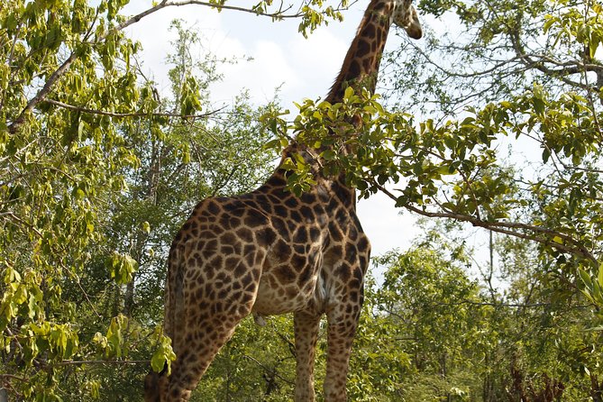 Big 5 Kruger National Park 2 Days Safari from Johannesburg - The 5:30 a.m. start on Day 2