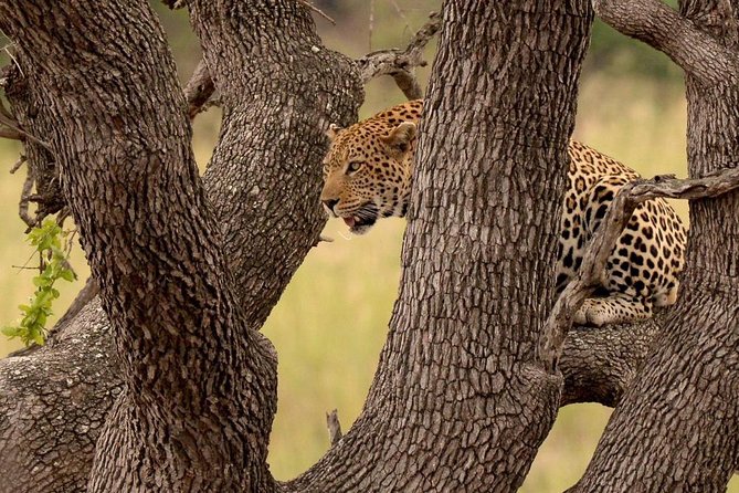 Big 5 Kruger National Park 2 Days Safari from Johannesburg - Group size, guides, and the feel of the trip