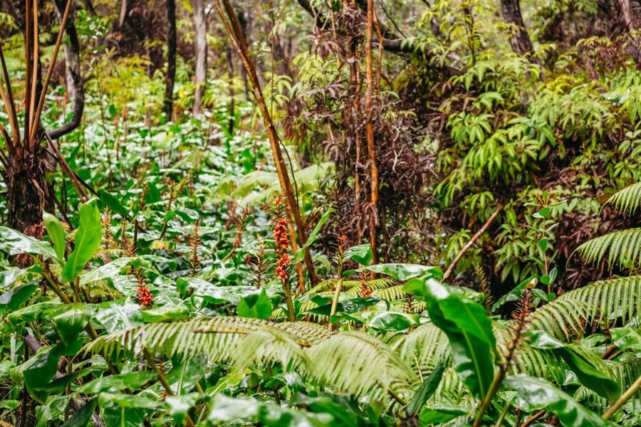 Big Island: Hawai'i Volcanoes National Park Guided Hike - Price, effort, and who should book