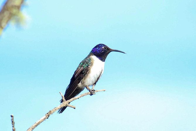 Birdwatching Tour in Cajas National Park from Cuenca - High paramo at 3,800 meters