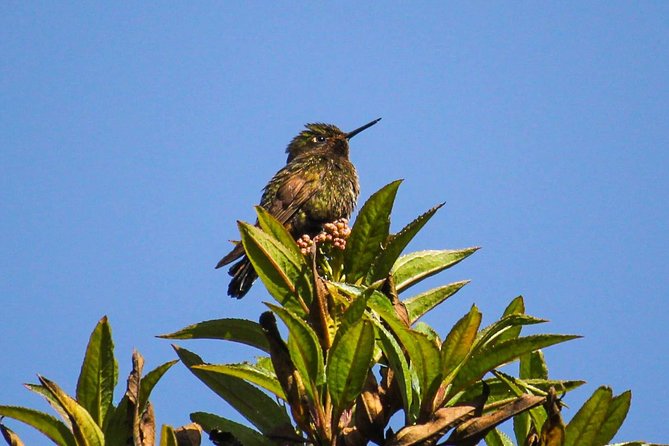 Birdwatching Tour in Cajas National Park from Cuenca - Forest birds in Llaviuco Valley