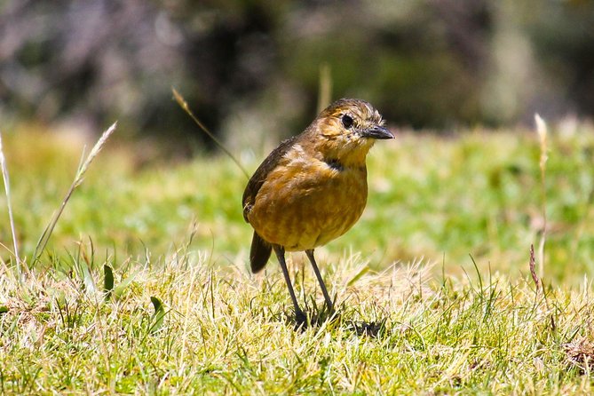 Birdwatching Tour in Cajas National Park from Cuenca - Starting at 6:30 a.m. from Cuenca