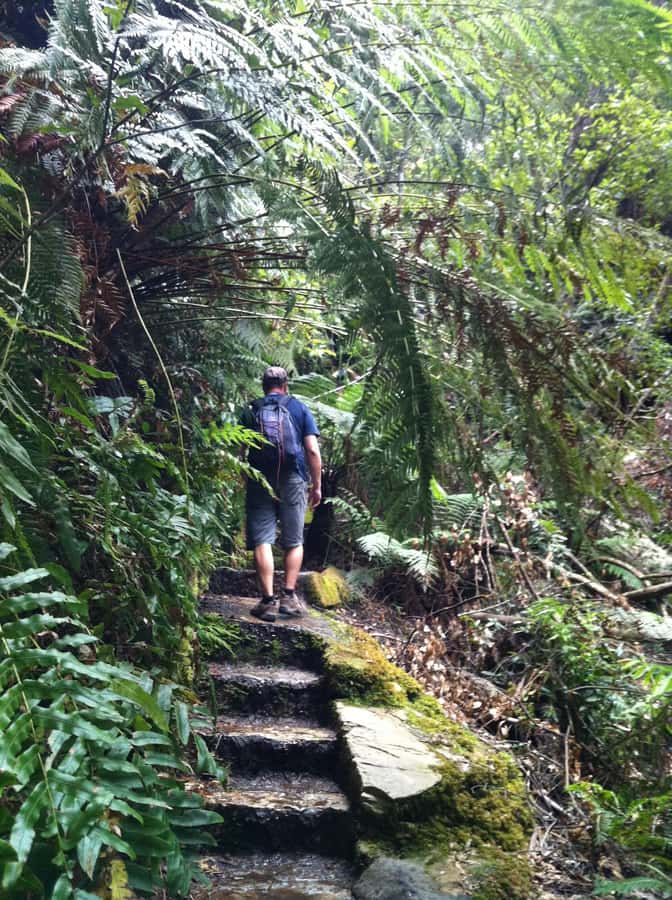 Blue Mountains: Inside a World Heritage National Park - Optional hiking adds interest, but check your energy