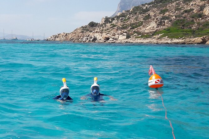 Boat tour to explore the Marine Protected Area of Tavolara - What is included for $72.41