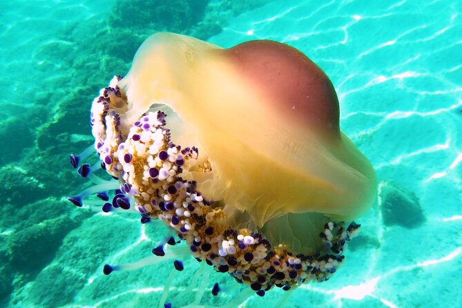 Boat tour to explore the Marine Protected Area of Tavolara - Who will enjoy this boat tour most