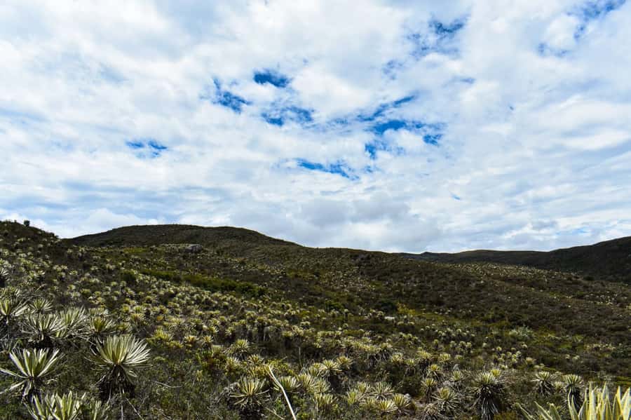 Bogotá: Sumapaz National Park Hike Tour - Who Should Book This Hike?