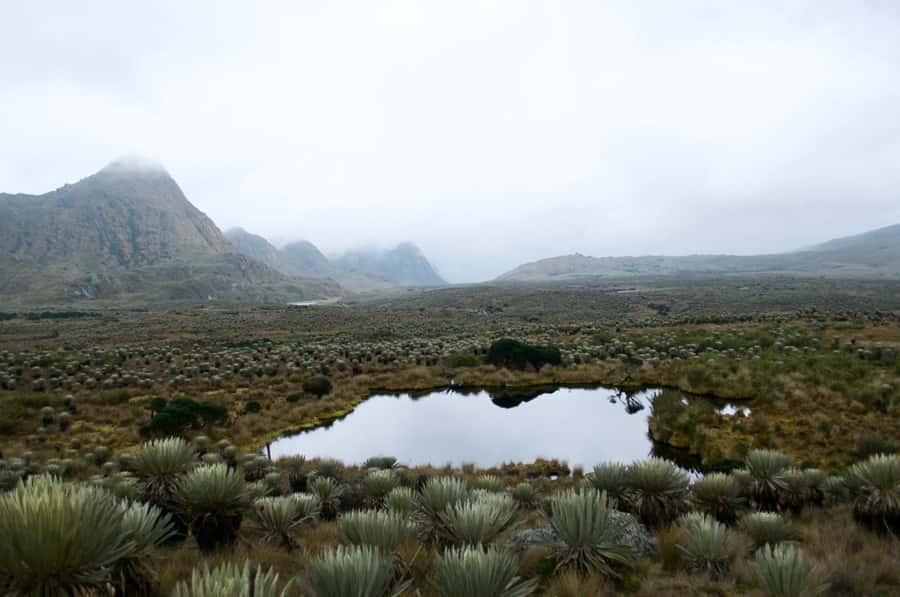 Bogotá: Sumapaz National Park Hike Tour - Muddy Trails and Giant Frailejones
