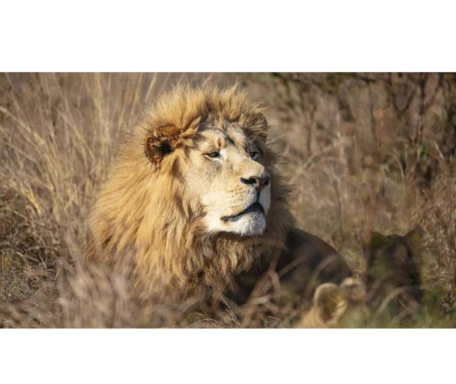 Bothongo Rhino and Lion Nature Reserve Self Drive - Predator enclosures: easier sightings, less wilderness