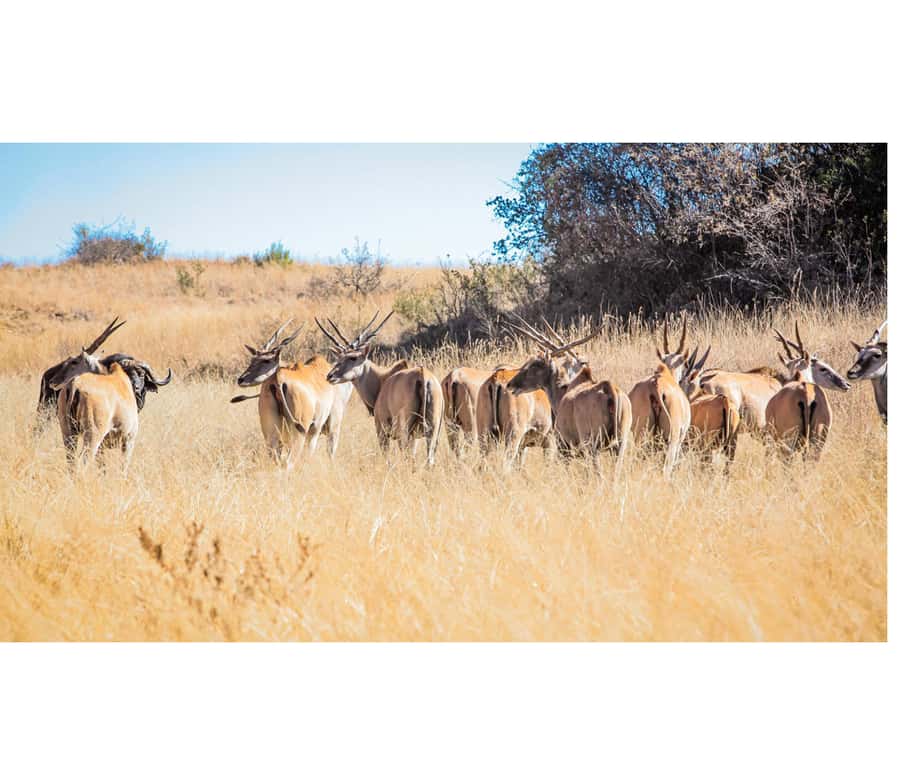 Bothongo Rhino and Lion Nature Reserve Self Drive - What your $14 entry covers