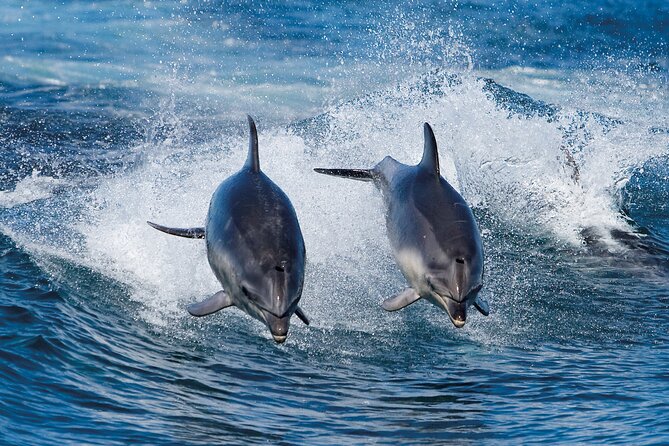 Bruny Island Wilderness Cruise from Adventure Bay, Bruny Island - What the crew adds to the experience