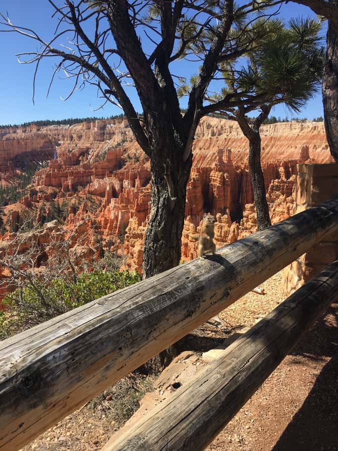 Bryce Canyon National Park: Guided E-Bike Tour - What the guides add to the outing
