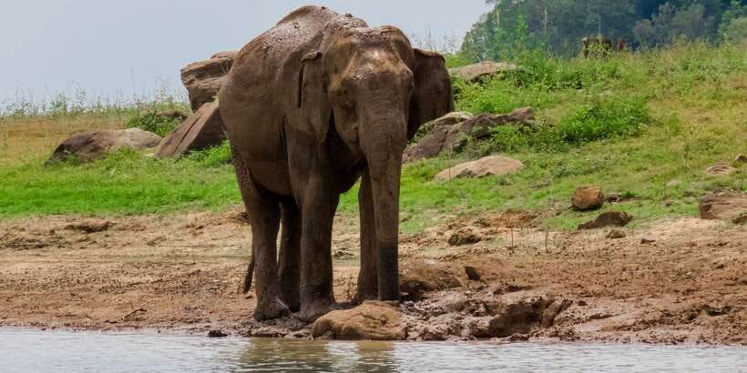 Bundala National Park: 3-Hour Morning or Evening Safari - Key points to know before booking