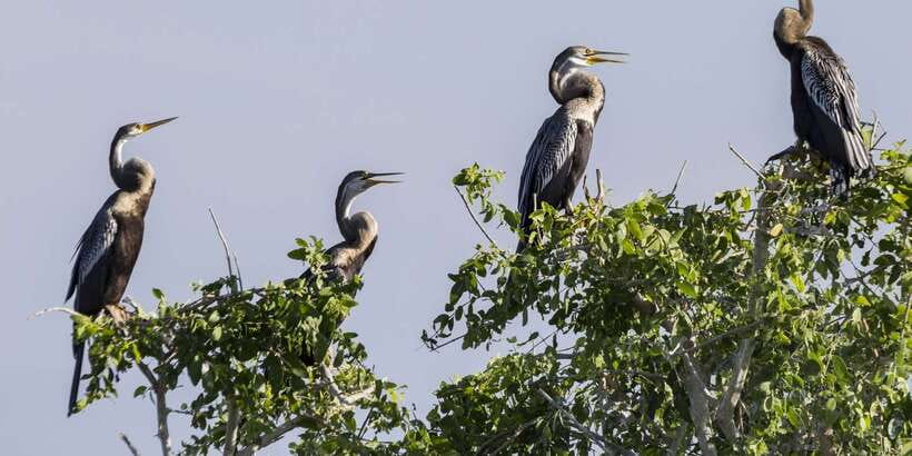 Bundala National Park: 3-Hour Morning or Evening Safari - Why Bundala is different from Sri Lanka’s bigger-name parks