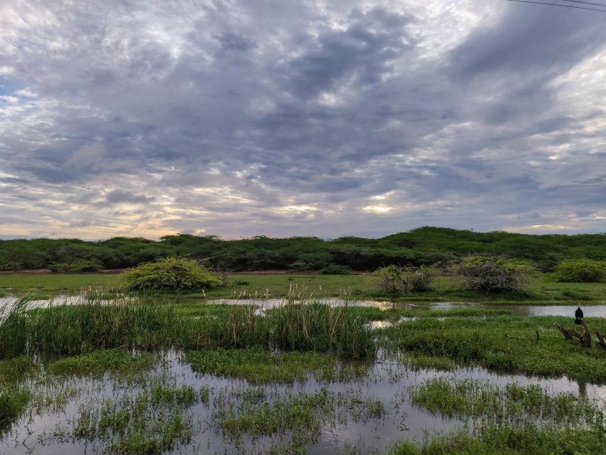 Bundala National Park: 3-Hour Morning or Evening Safari - Mammals, cats, reptiles, and realistic expectations