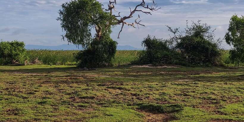Bundala National Park: 3-Hour Morning or Evening Safari - What the $45 price really covers