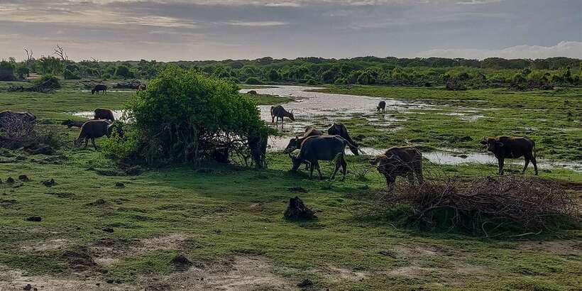 Bundala National Park: 3-Hour Morning or Evening Safari - Choosing between the morning and evening safari