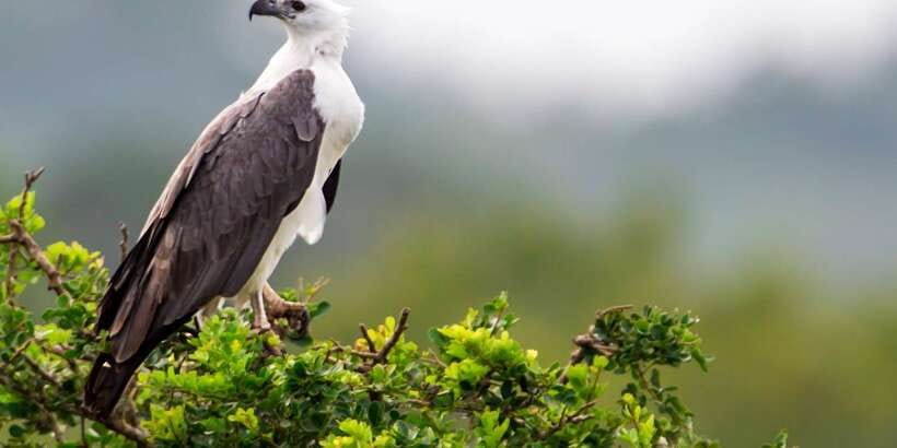 Bundala National Park Safari - Birding Paradise Tour - Key points to know before you book
