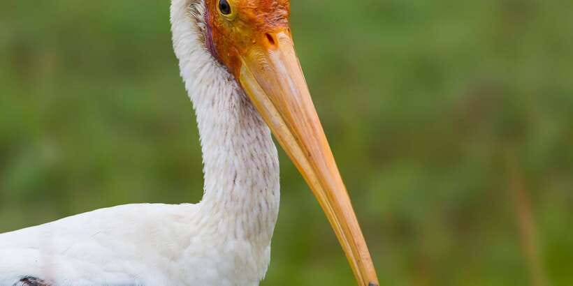 Bundala National Park Safari - Birding Paradise Tour - The animals you might find