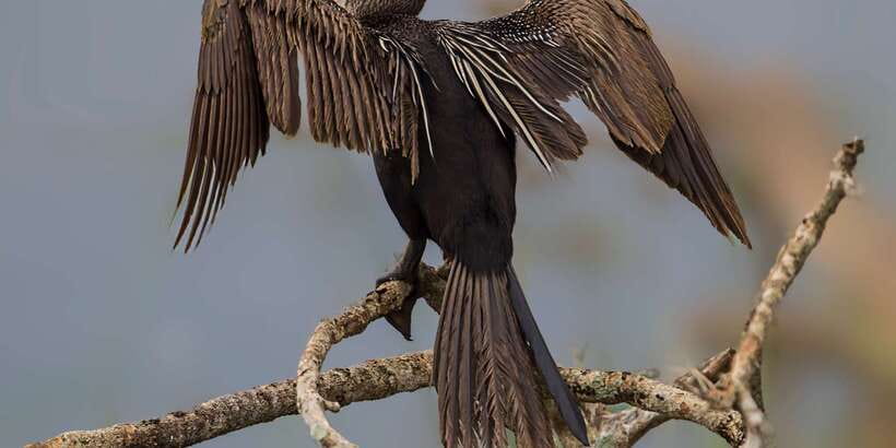 Bundala National Park Safari - Birding Paradise Tour - Golden-hour light for photographs